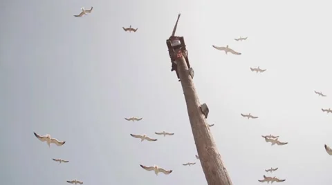 Seagulls hovering in the sky Stock Footage 52934347