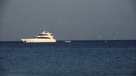 Seagulls hunt for fish against the background of the yacht Stock Footage 78219708