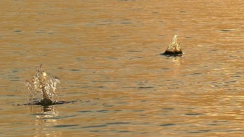 Seagulls hunt for fish close-up pattern. Sea background Stock Footage 112586215