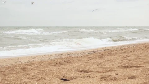 Seagulls hunt for fish Stock Footage 83129041