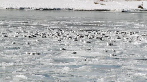 Seagulls on Ice Vidéo 35647406