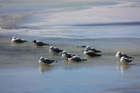 Seagulls on ice Stock Photos