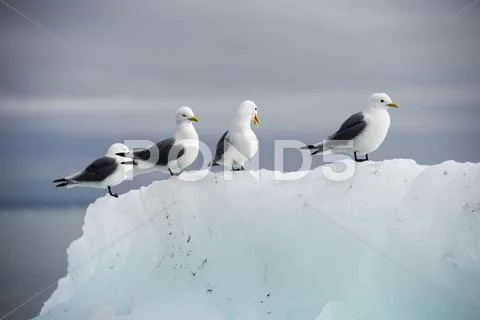 Seagulls on the iceberg Stock Photos