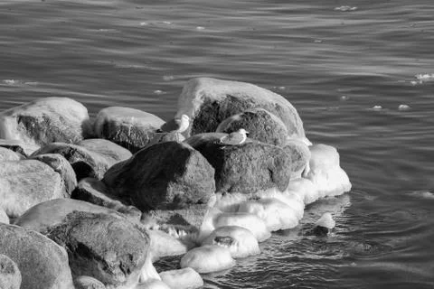Seagulls on icy stone Stock Photos