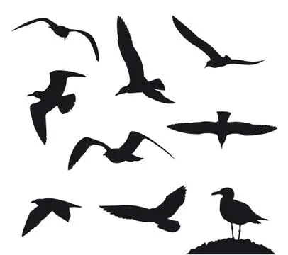 Seagulls Stock Illustration