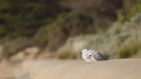 Seagulls Interacting on Melbourne Beach Vídeo Stock 292864801