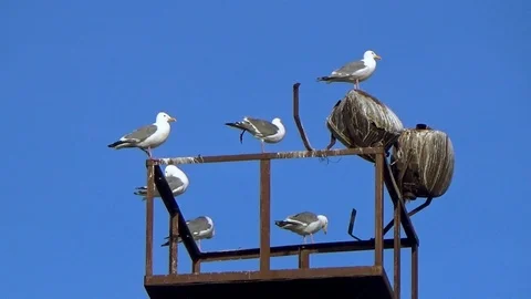 Seagulls on the iron tower Stock Footage 100232041
