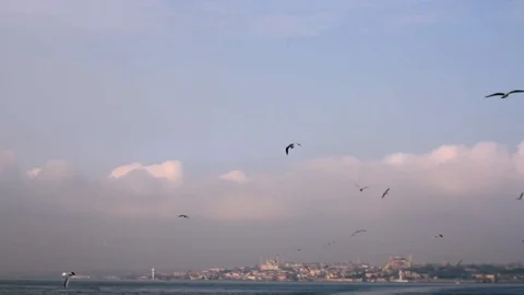 Seagulls in Istambul Video stock 103287770