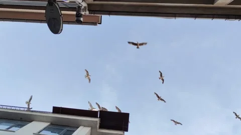 Seagulls Istanbul are essential feature city and Bosphorus Strait Stock Footage 342379976