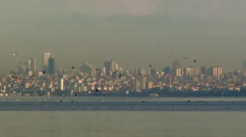 Seagulls Istanbul background HD Stock-Footage 35340442