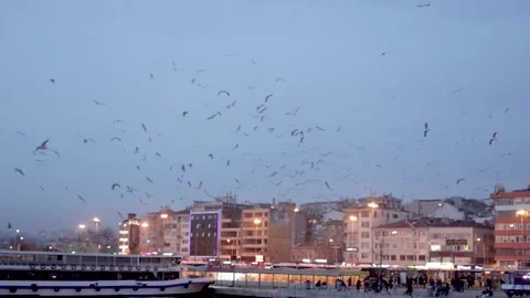 Seagulls in Istanbul Stock Footage 269022742