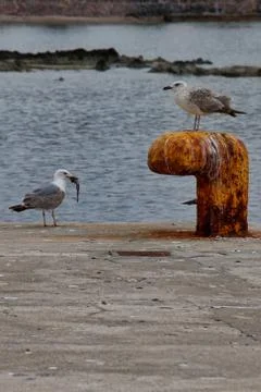 Seagulls On jetty. Stock Photos