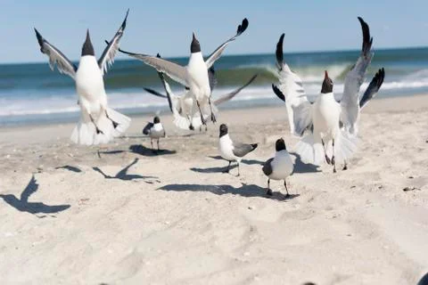 Seagulls jumping Stock Photos