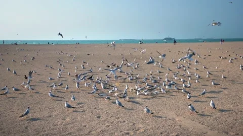 Seagulls on Kite beach in Dubai Video stock 149369763