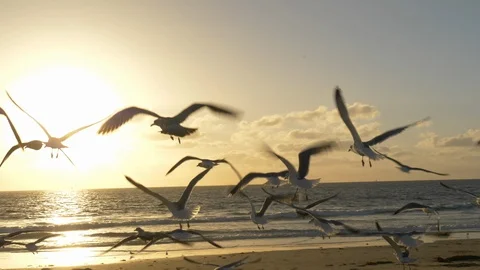 Seagulls on LA Beach at Sunset Tracking Shot Vidéo 87507890