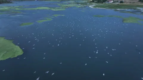 Seagulls on the Lake 2 Stock-Footage 337190454
