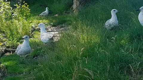 Seagulls on the lake 5 Stock Footage