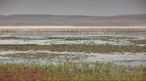 Seagulls on the lake Stock-Footage 521275