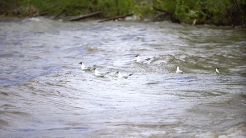 Seagulls on the lake Stock Footage 76670510