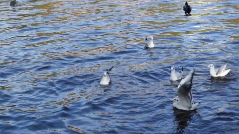 Seagulls on the lake Vidéo 81491871