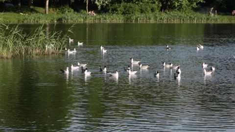 Seagulls on the lake Video stock 90711623