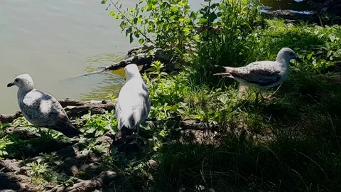 Seagulls at the Lake Stock Footage 141341747