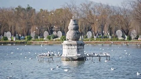 Seagulls in the lake Stock Footage 233881460