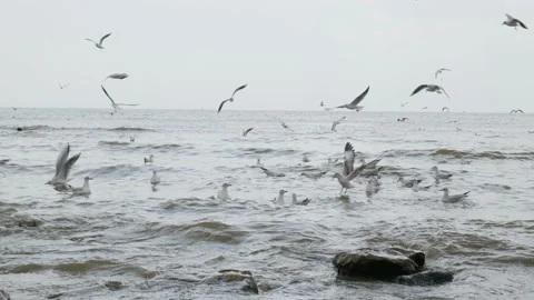 Seagulls in the lake Stock Footage 234068659