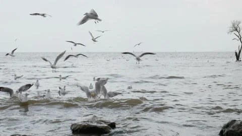 Seagulls in the lake Stock Footage 234068660