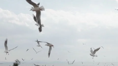 Seagulls in the lake Stock Footage 234068698