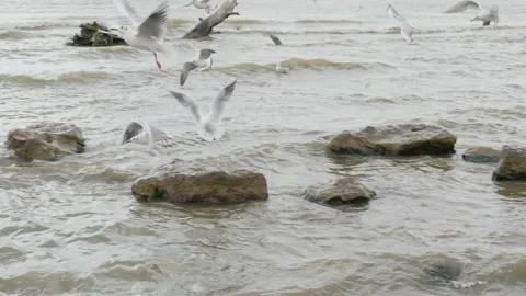 Seagulls in the lake Stock Footage 234068711