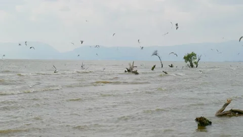 Seagulls in the lake Stock Footage 234068712