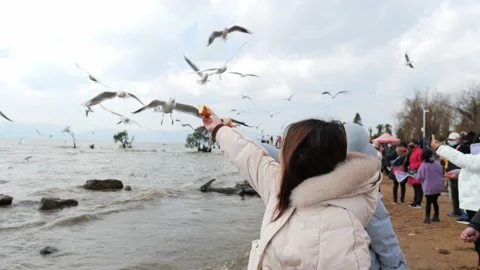 Seagulls in the lake Stock Footage 234068717