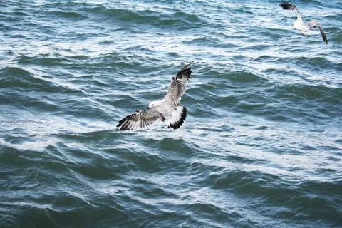 Seagulls on lake sevan Stock Photos