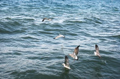 Seagulls on lake sevan Stock Photos