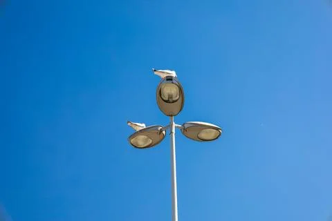 Seagulls on the Lamp Post Stock Photos