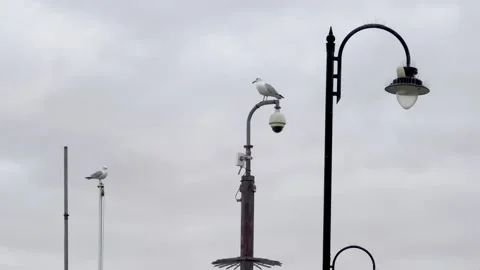 Seagulls on the lamposts Stock Footage 308123713