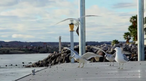 Seagulls Land on a pier Stock Footage 47471584