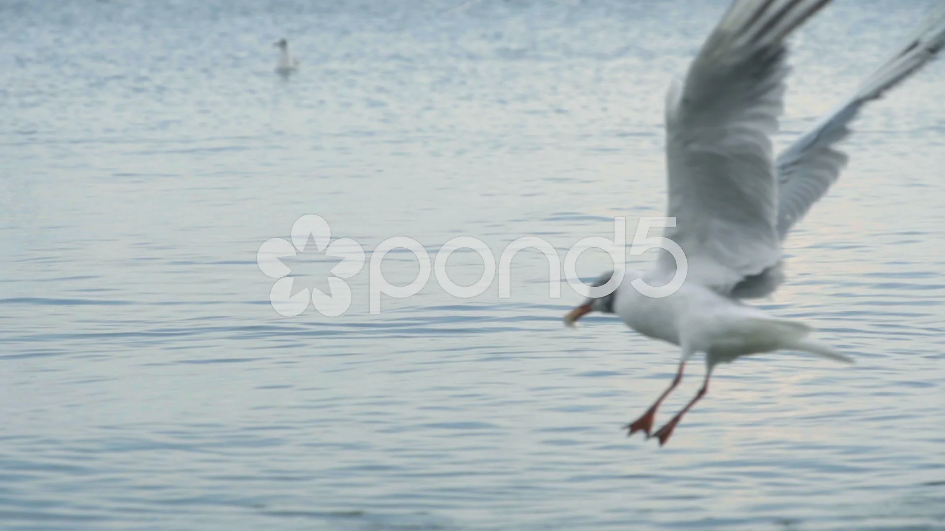 Seagull Flying Over The Sea, Wild Birds Photo #76885 Stock, 58% OFF