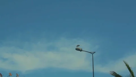 Seagulls landing on a light pole Video stock 305425972