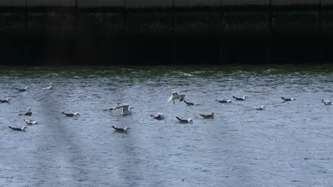 Seagulls landing on the river to feed on the debris carried by the tides Stock Footage 176956445