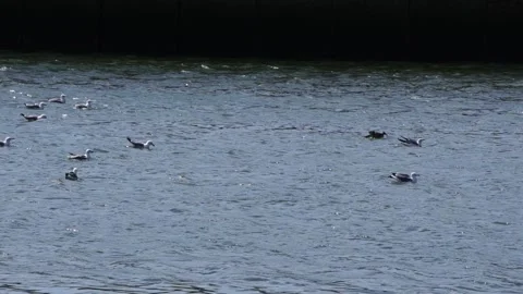 Seagulls landing on the river to feed on the debris carried by the tides Stock Footage 176959168
