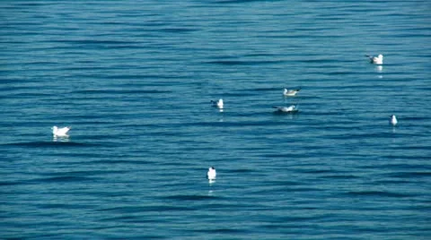 Seagulls landing on the surface of the river Stock Footage