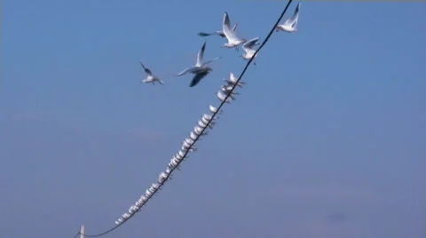 Seagulls leaving a wire 库存影片 565425