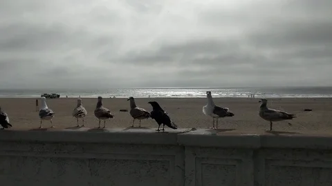 Seagulls On A Ledge At Ocean Beach Stock Footage 128996209