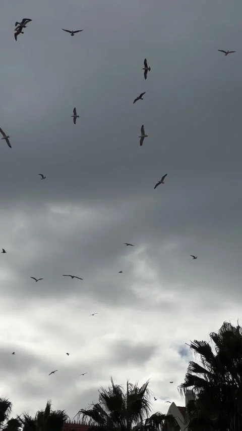 Seagulls levitating in cloudy sky. Vertical video Stock Footage 241023725