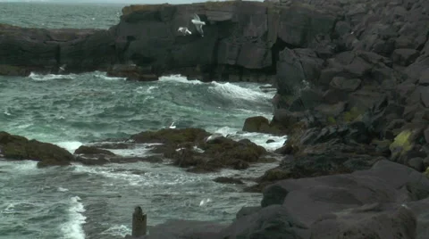 Seagulls levitating  in upwind Stock Footage 31518514