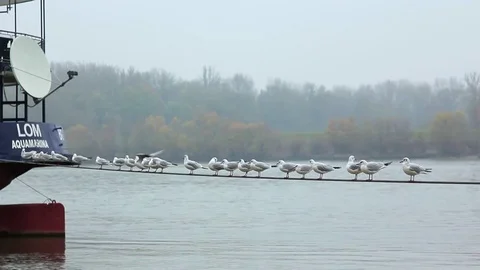 Seagulls life on wire Stock Footage 70081340