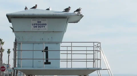 Seagulls on Lifeguard Tower Stock Footage 41873622