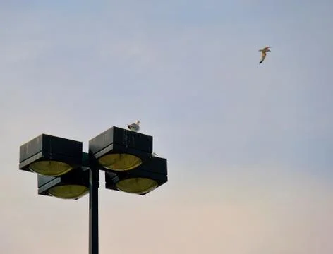 Seagulls on light with another in sky Stock-Fotos